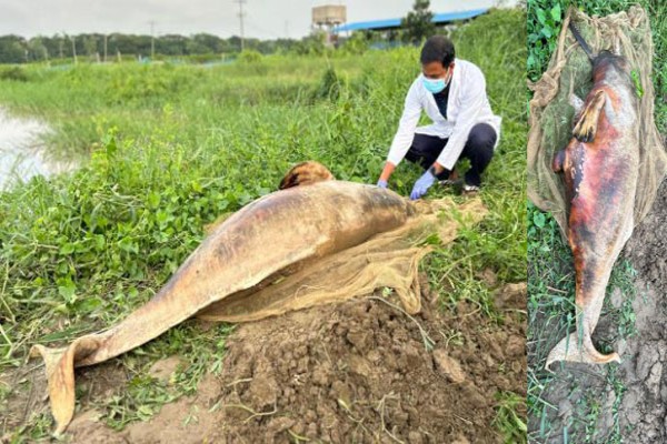 ডলফিনটি মারা গেল