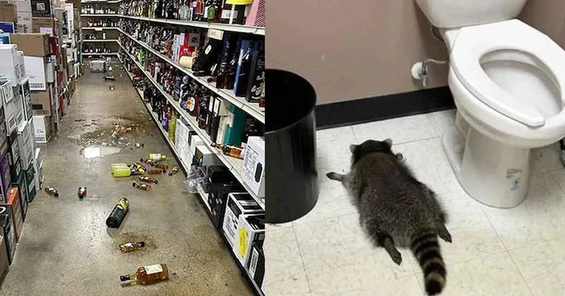 মদের দোকানে তাণ্ডব চালিয়ে মদ খেয়ে মাতাল হয়ে পড়ে রইল র‌্যাকুন